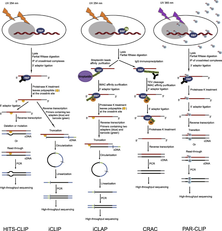 RNA binding protein mapping: RIP, CLIP, HITS-CLIP, PAR-CLIP