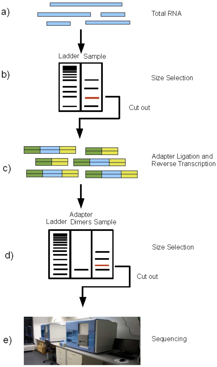 Schematic of the miRNA sequencing procedure on the Illumina Genome Analyzer.