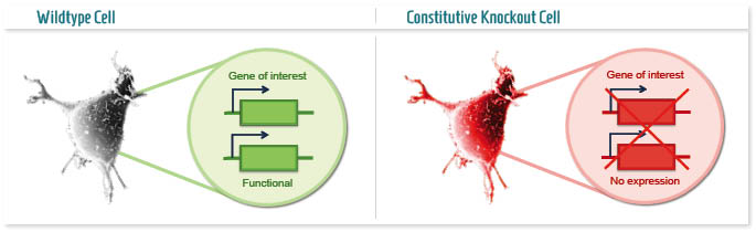 Constitutive KO cells