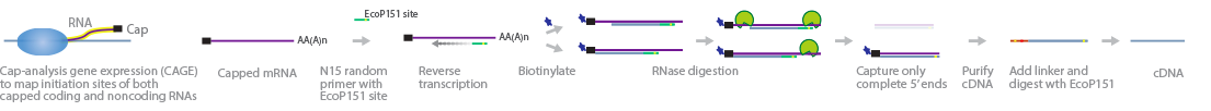 workflow of CAGE seq. it enable us to code the sequence of RNA and non coding RNA.